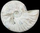 Silver Iridescent Ammonite - Madagascar #54872-1
